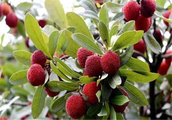 杨梅的经济价值与人工栽培技术,东魁杨梅栽培技术要点