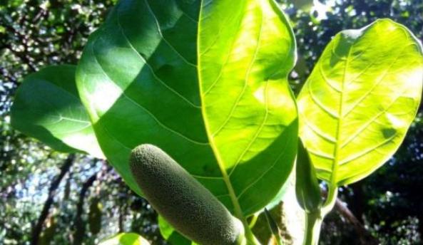 菠萝蜜怎么种植需要什么条件,菠萝蜜种植技术和适应种植的地方