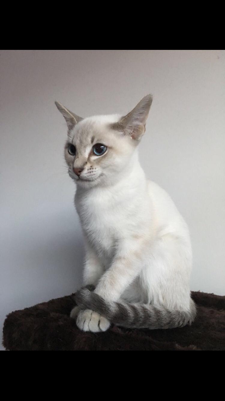 白底照片怎么拍怎么制作,如何制作无接缝照片教程