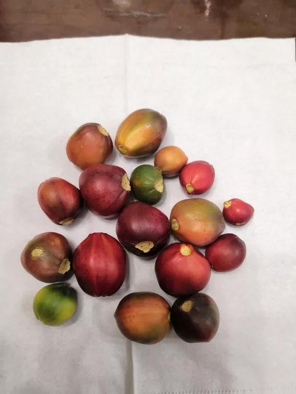 君子兰砍头憋出小芽子怎么养护,君子兰露头后怎么处理