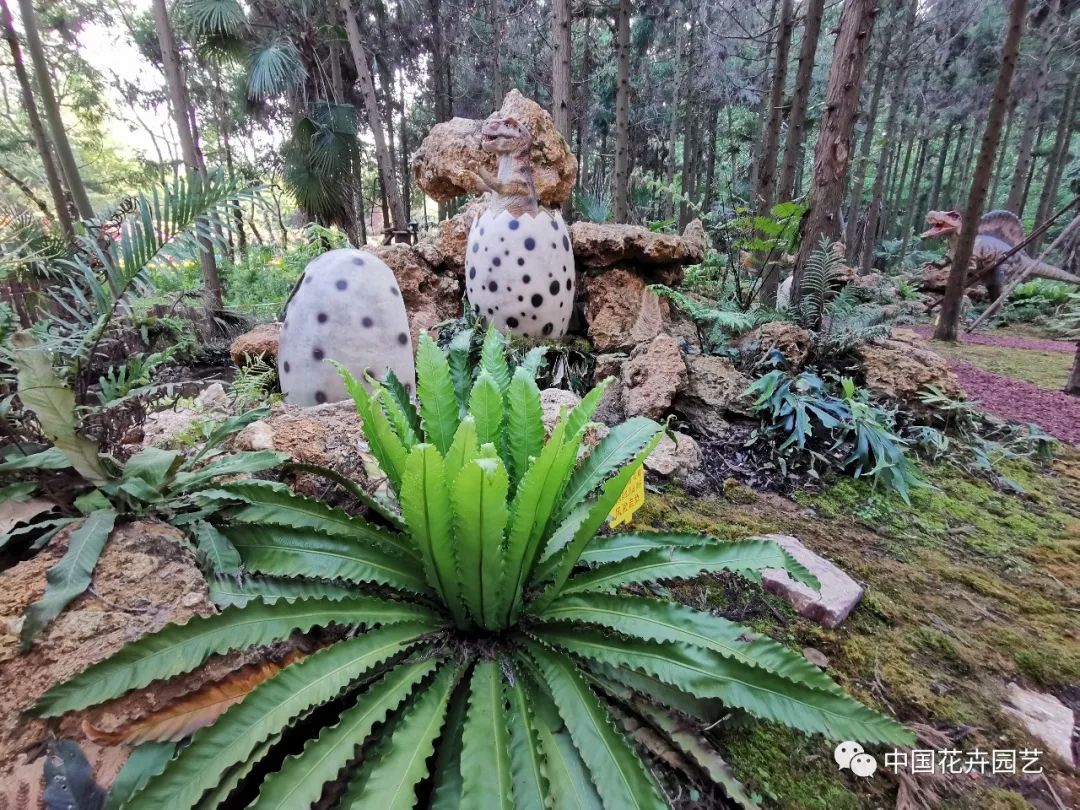 探访花博会的神奇植物,探访第十届花博会的神奇植物