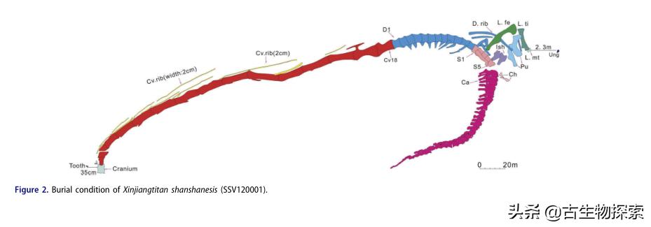 六具令人难以置信的恐龙化石,中国最新发现的恐龙化石
