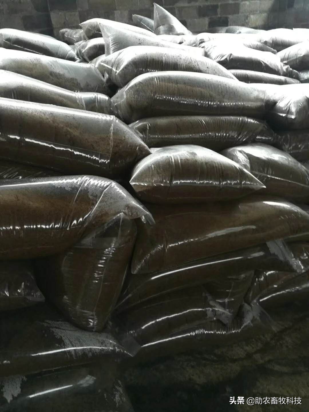 红薯藤喂猪怎么做效果最好,喂猪用哪种红薯藤最好