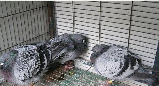 鸽子感染单眼伤风衣原体怎么治,单眼伤风和鹦鹉热是同一种衣原体