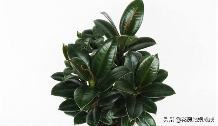 橡皮树太高什么时候修剪,橡皮树适合什么时候修剪