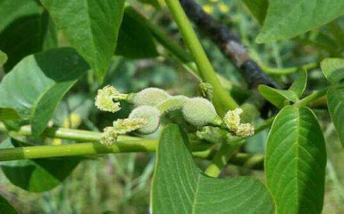 核桃树坐果时期怎样管理核桃树,核桃树怎样提高坐果率