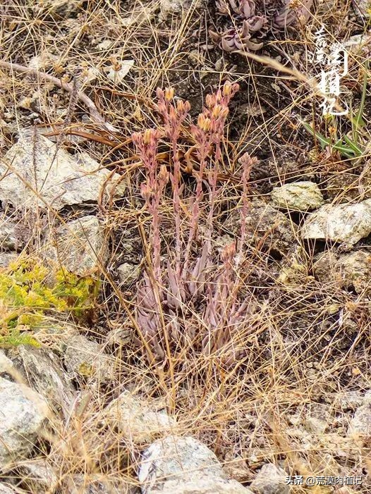 美国加州海岸仙女杯偷盗,美国加州仙女杯产业