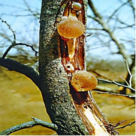 盘一盘树木在营养健康方面为人类做出的贡献