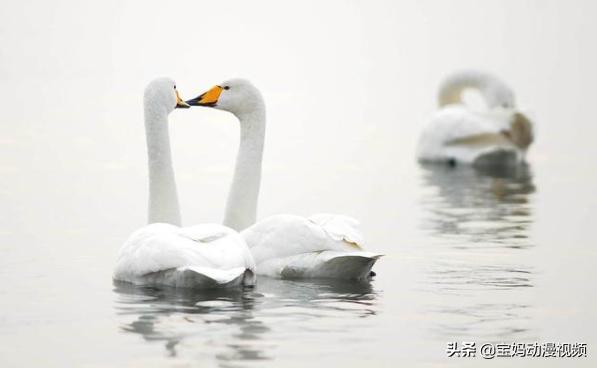 男人把你当妻子的表现,男生把你当成女朋友的表现