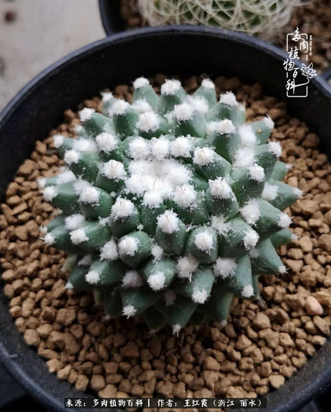 仙人球露养条件,仙人球的露养方法