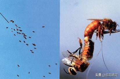 王台成长变化过程,王台的发育变化过程图片