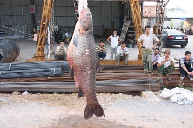闽南鱼王500斤的大青鱼,中国淡水青鱼最大鱼王