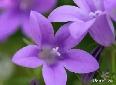 花语大全100种花图片,100种花的花语太全了