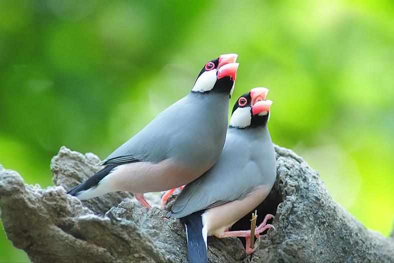 东江揽胜,惠州淡水常见鸟类图谱