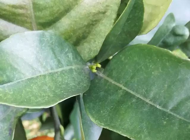 柑橘挂果黄叶是什么问题,柑橘春季开花能否结果