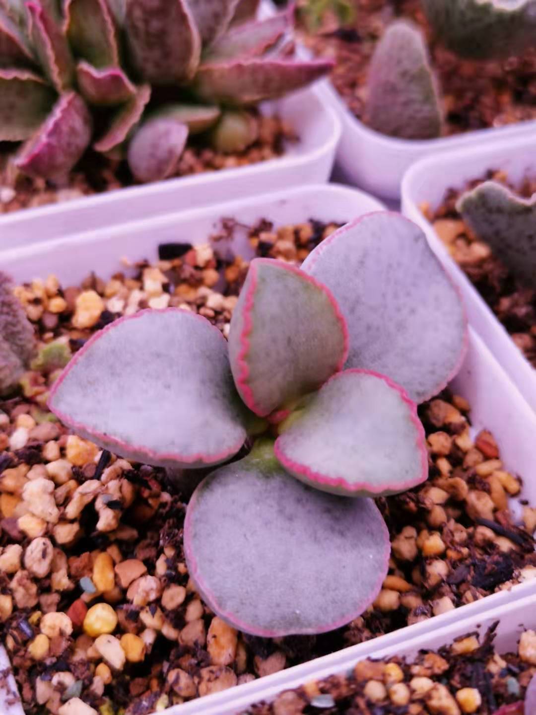 全部水泡类多肉,水泡多肉耐冻不