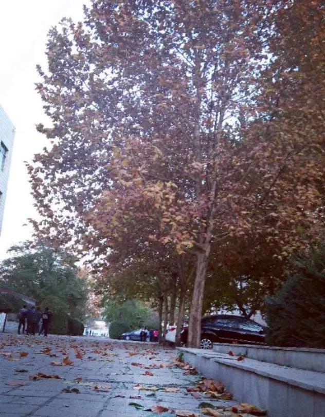 石家庄六中,怀念石家庄六中