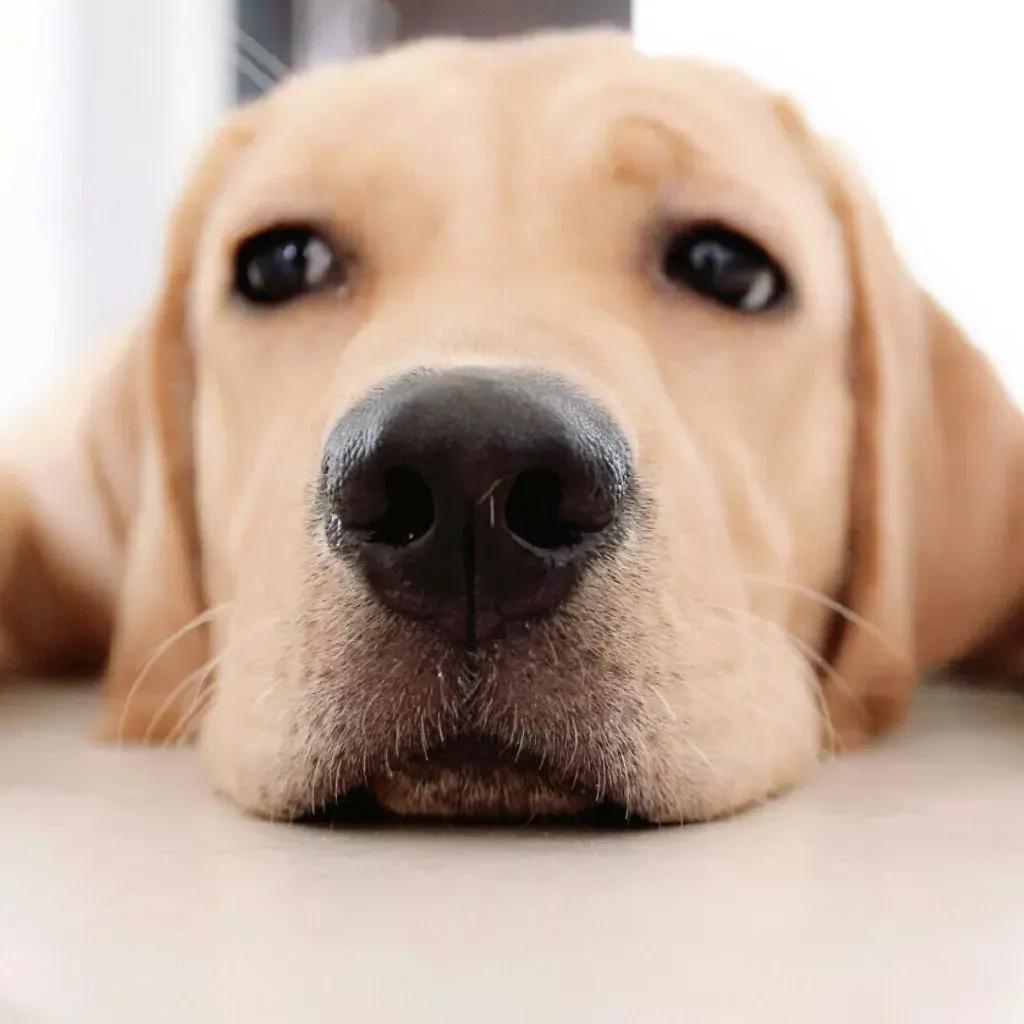 哪些狗狗适合新手养小型犬,最适合新手养的狗狗