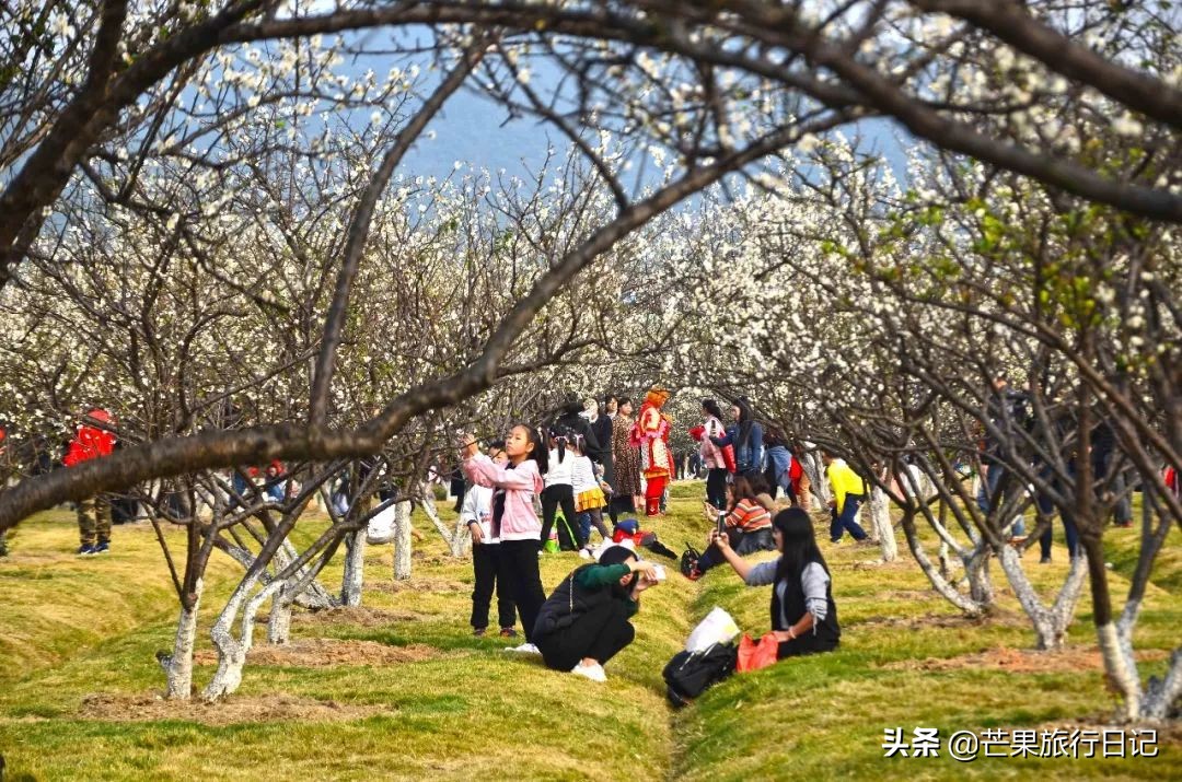 广州除了萝岗还有什么地方看梅花,广州萝岗还有梅花看吗