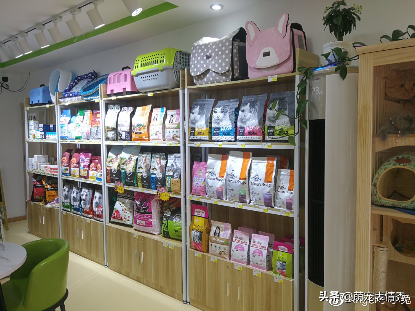 投资宠物店赚钱吗,开宠物店大概投资多少