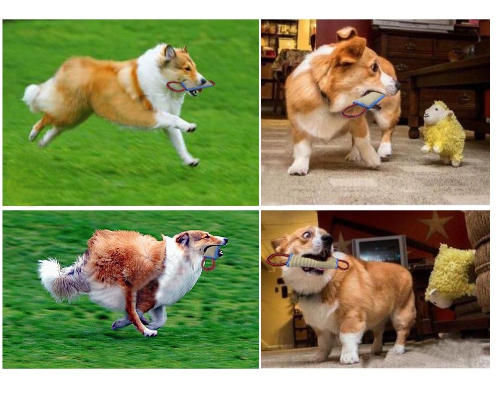 常见狗的各种发病症状,成犬狗狗老是咬东西是咋回事