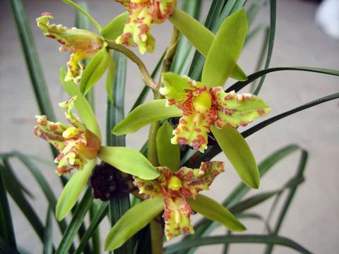 兰花翻盆既有水晶头又有空根,兰花空根处理后怎么栽视频