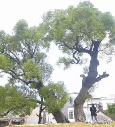 黄圃镇花店,花乡花卉绿植区