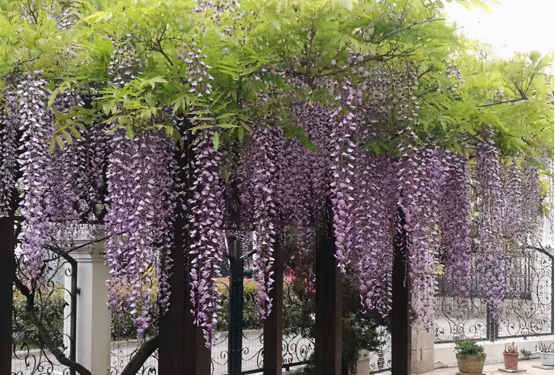 这株四百多年的紫藤，背后是整个江南园林