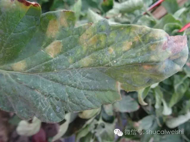 治番茄白粉病的药有哪些,番茄白粉病不想用药怎么办