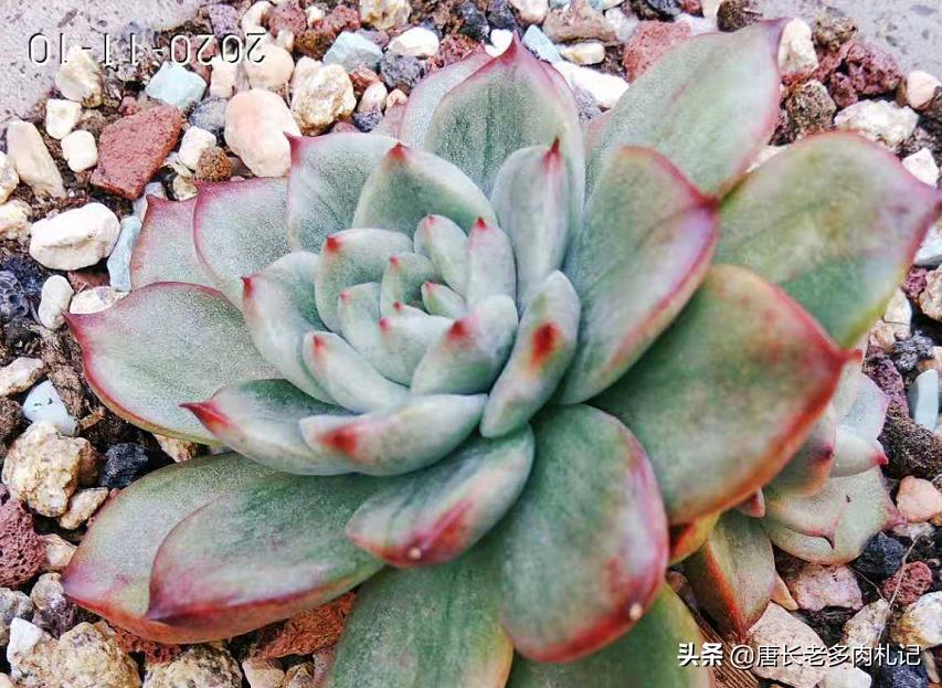 出锦的多肉需要晒吗,出锦的多肉