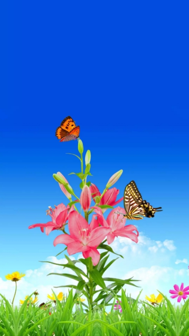 小清新花朵壁纸唯美文艺,唯美淡雅花朵风景图片壁纸