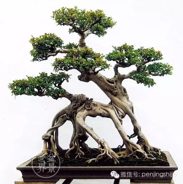 大师级老桩盆景欣赏,精美绝伦的老桩盆景