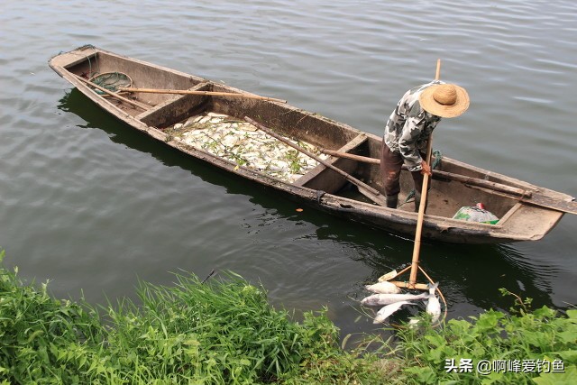 电鱼的危害会不会破坏生态环境,电鱼的副作用和危害