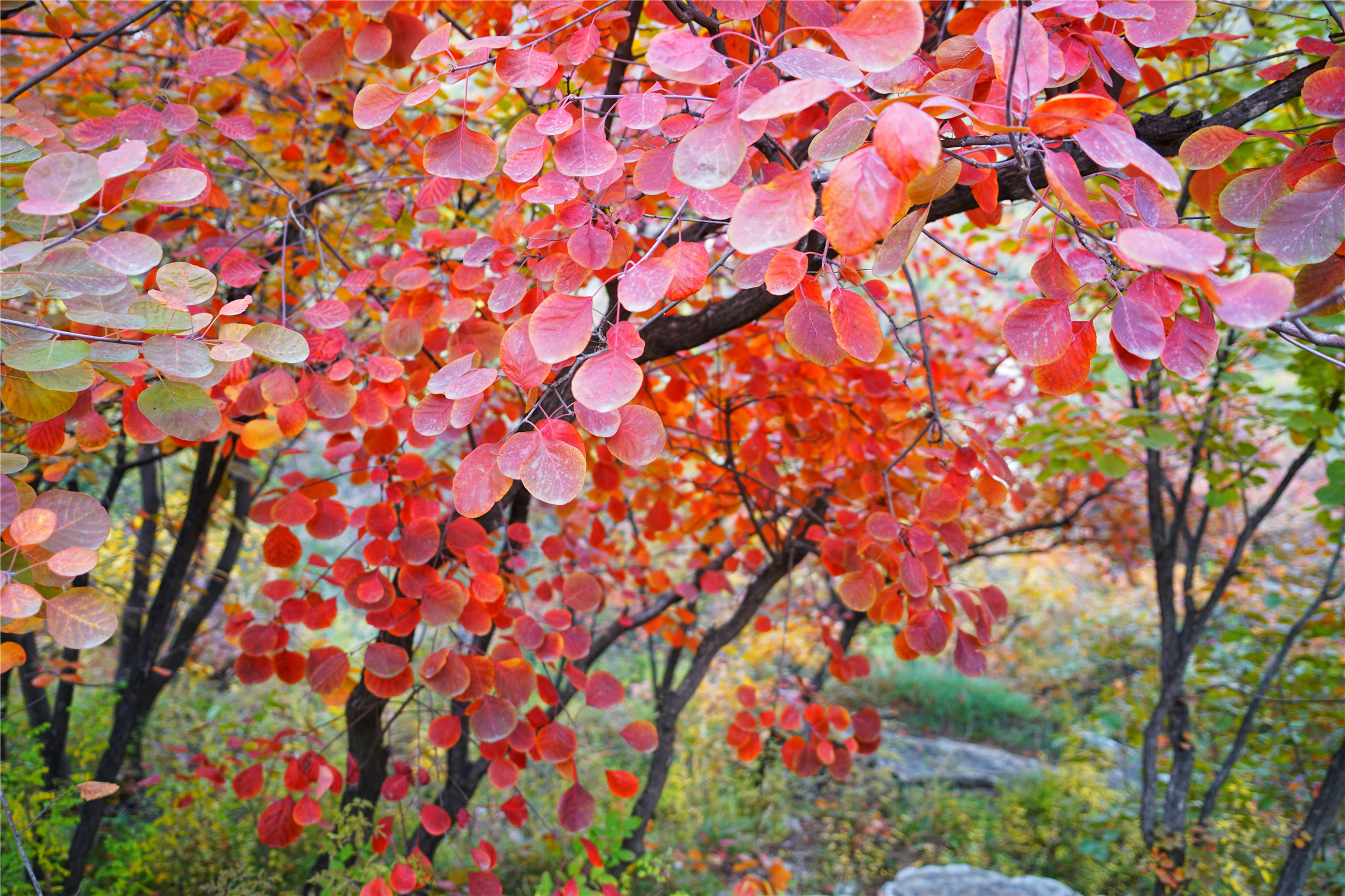赏红叶最佳目的地,房山坡峰岭红叶最佳观赏