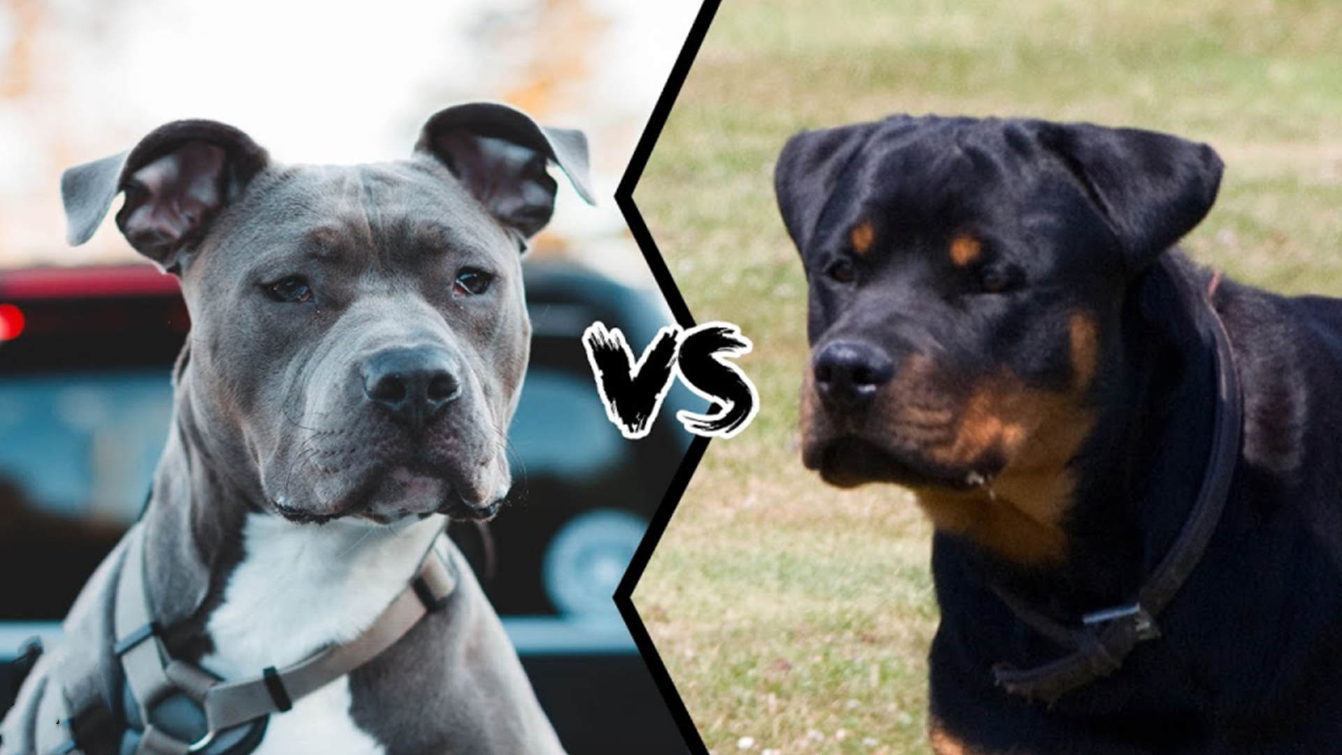 比特犬跟罗威纳犬哪个厉害,比特犬vs罗威纳