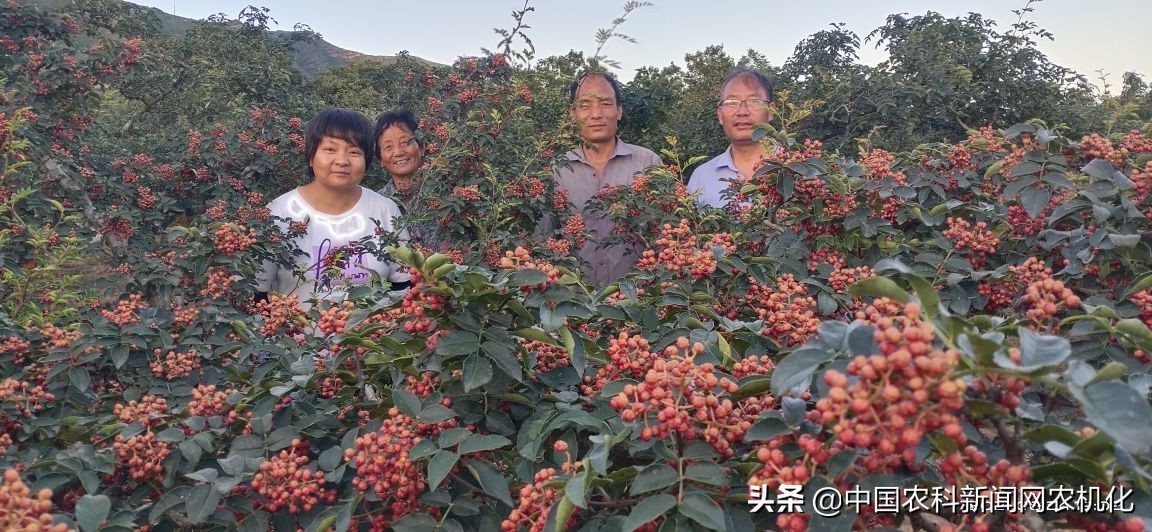 摘花椒的技术视频,花椒采摘时是直接采摘还是剪枝