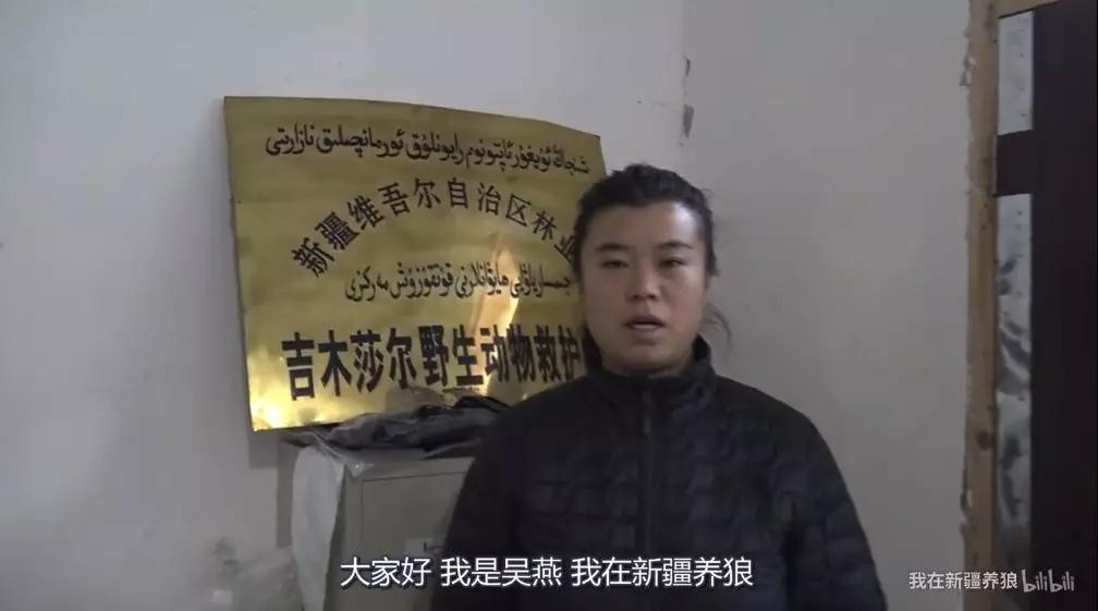 养狼20年养成二哈,养狼养二哈