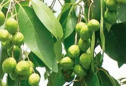 诃子古今中药研究,诃子药效接近的中药