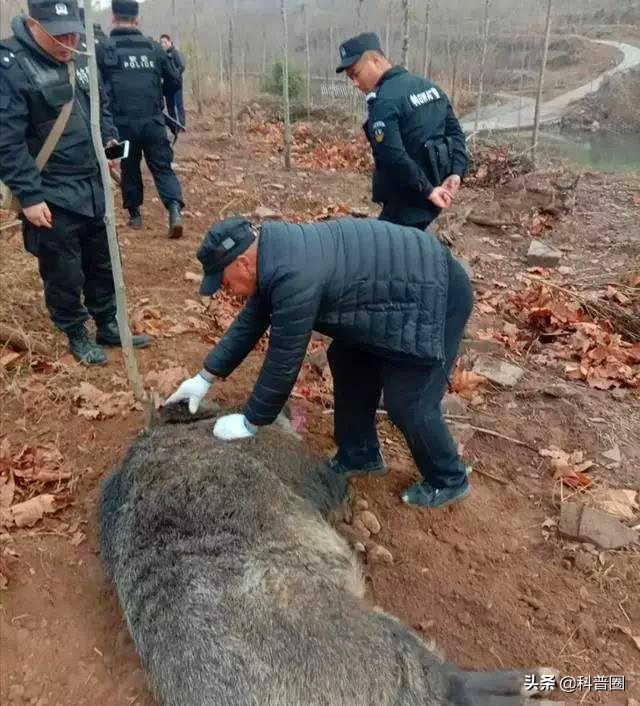 为啥野猪泛滥成灾还要保护,中国野猪数量高达百万