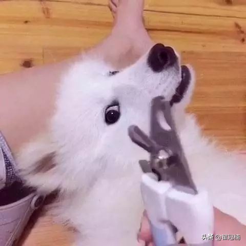 铲屎官必读：狗狗害怕剪趾甲，怎么办？