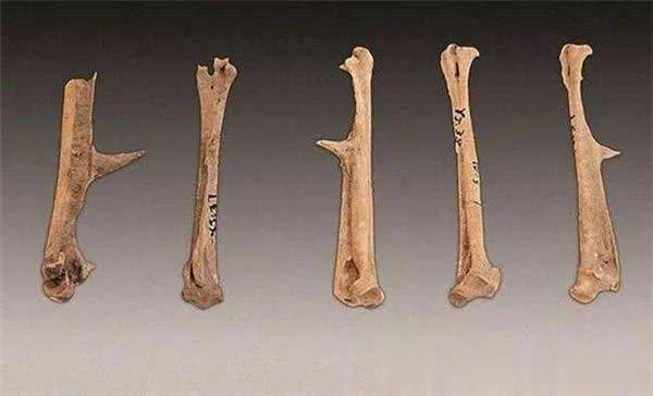 速生鸡与白羽鸡是什么,白羽鸡养殖技术和方法图解