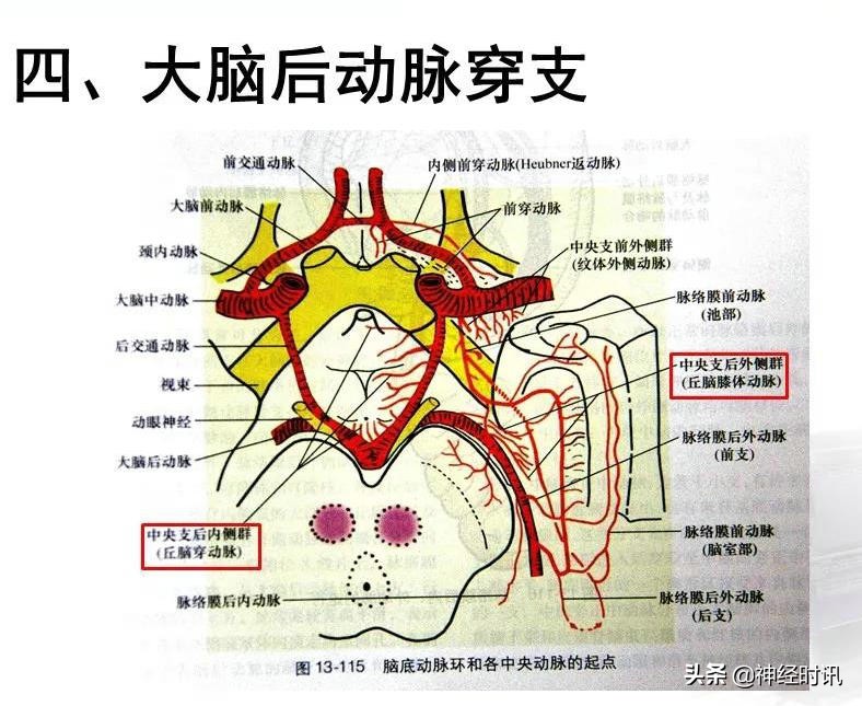 脑动脉解剖学讲解,基底节区脑血管解剖