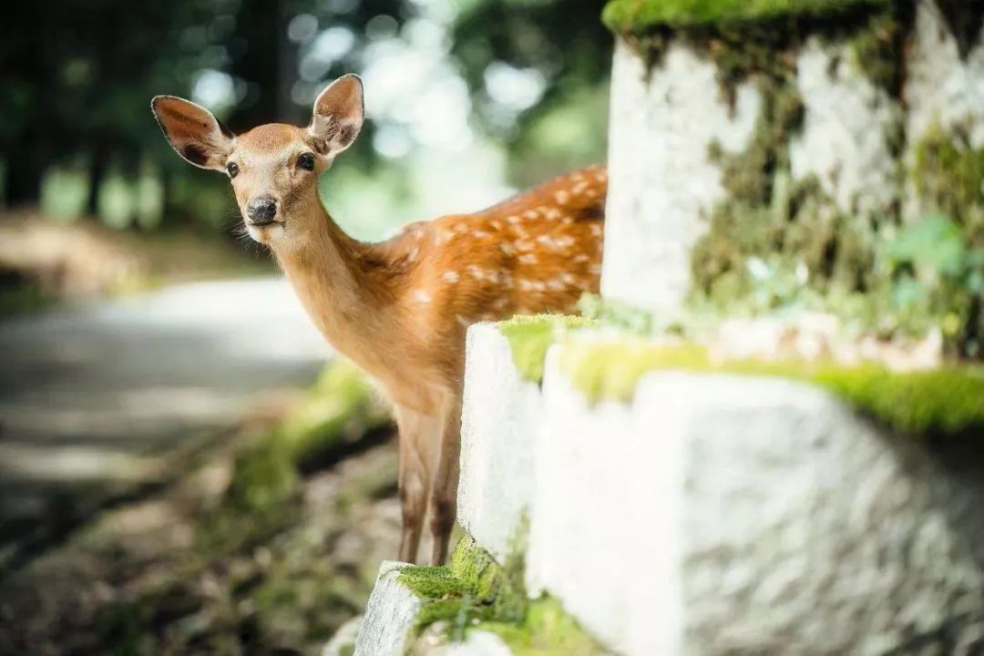 为了一群鹿而去一座城!日本奈良如何从“穷乡下”逆袭...