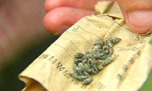 牛羊体外驱虫高效快速好方法,牛羊怎么驱虫才有效