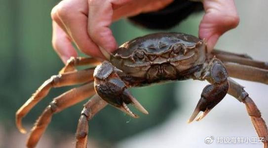 螃蟹夹到手有毒吗,被螃蟹夹了不松手怎么办