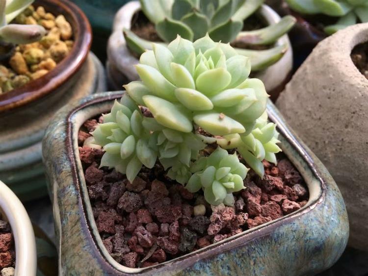 多肉怎么才能长出侧芽,多肉怎么才能爆出侧芽