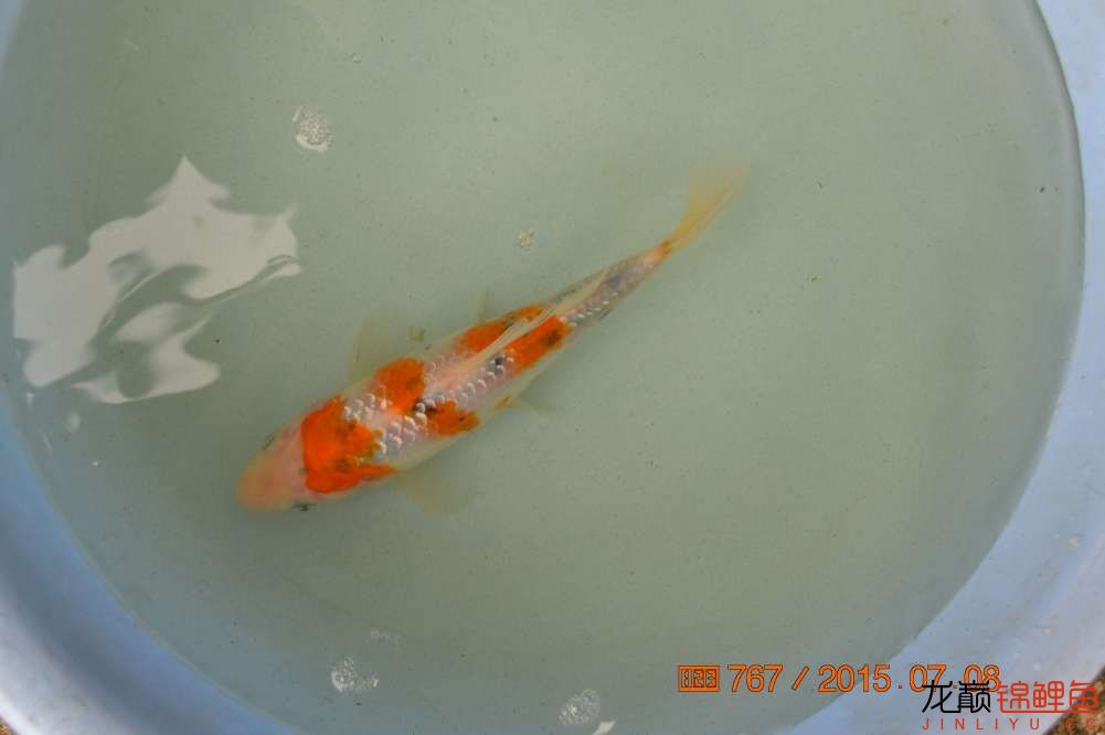 锦鲤苗成长,日本锦鲤水花苗成长