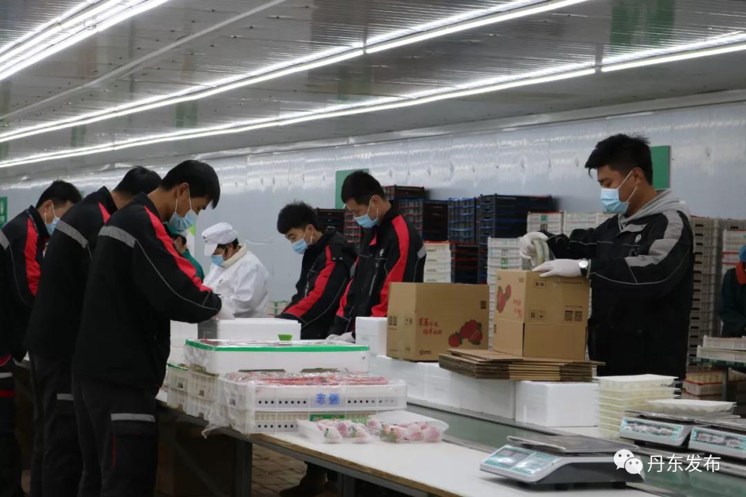 东港草莓栽种视频,东港草莓怎么管理怎么施肥