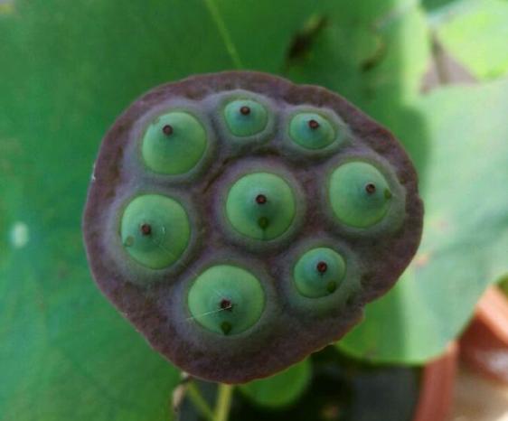 碗莲结了莲蓬怎么办？留下还是摘掉？详解碗莲结实后的养护