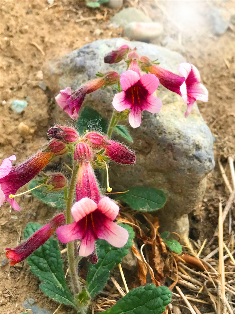 小时候经常见又叫不上名字的植物,一些常见的能吃的植物名称